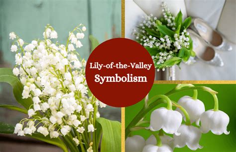 Lily-of-the-Valley: Meaning and Symbolism - Symbol Sage