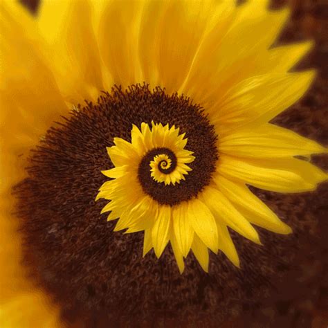 Girasol gif Happy Birthday Sunflower, Sunflower Mandala, Secrets Of The ...