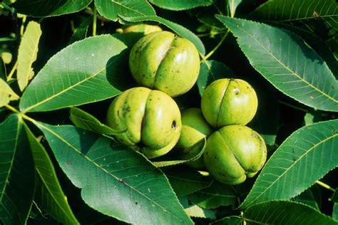 Here are the common North American hickory species. Hickory Tree, Pecan ...