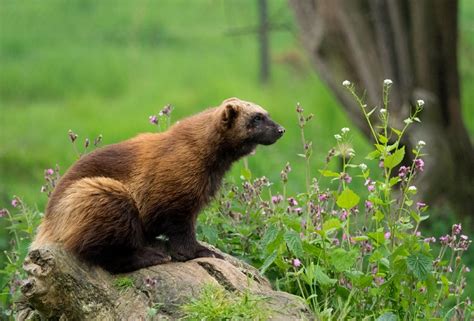 Wolverine Animal – Size, Diet, Traits & Some Amazing Facts!