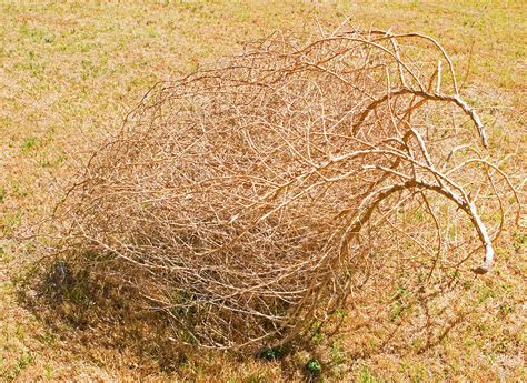 Tumbleweed Photograph by Millard H. Sharp - Fine Art America