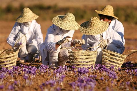 Todo sobre el Azafrán | AGRONOTICIAS