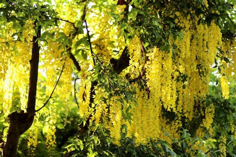 Golden Chain Tree In Flower Stock Image - Image of detail, yellow: 28554321