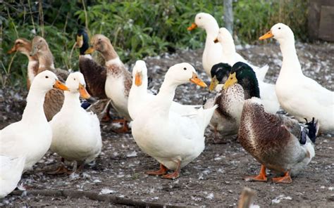 20 Most Popular Domestic Duck Breeds - LearnPoultry