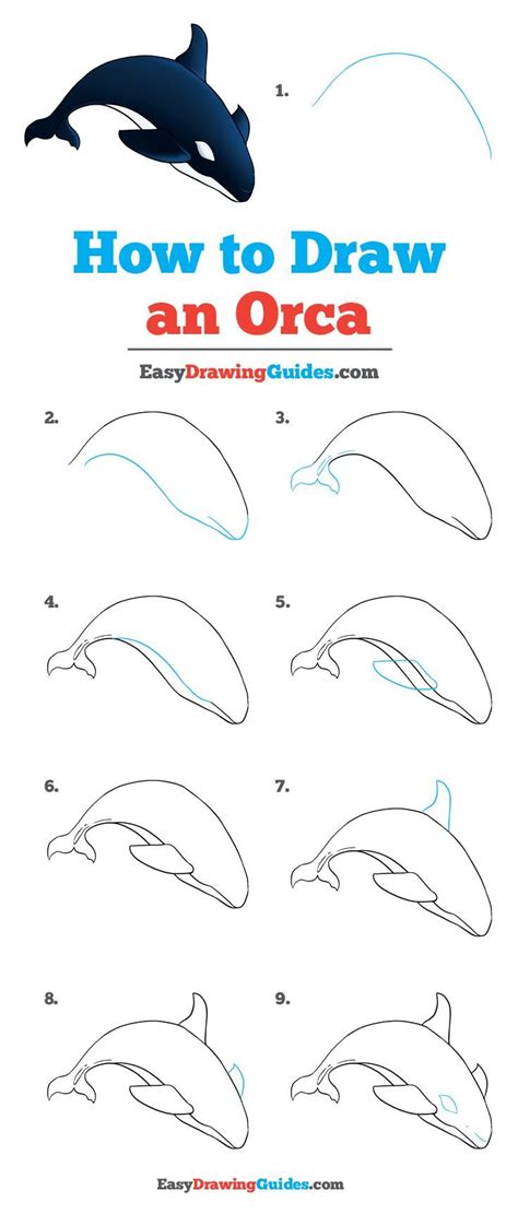 How to Draw a Orca Whale Step by Step - Stone Shost1978