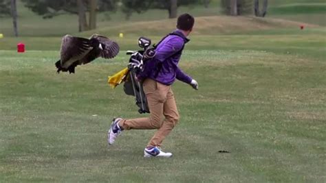 Golfer goes down after goose attack | Aussie Golfer