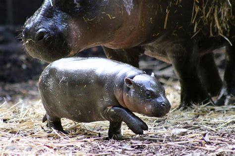 This Baby Pygmy Hippo Is The Cutest Thing On Planet Earth (No Arguing ...