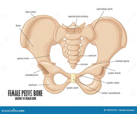 Pelvis Bone Royalty-Free Illustration | CartoonDealer.com #88899585