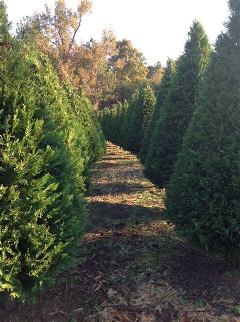 Pine Mountain Tree Farm | Tennessee Christmas Tree Growers