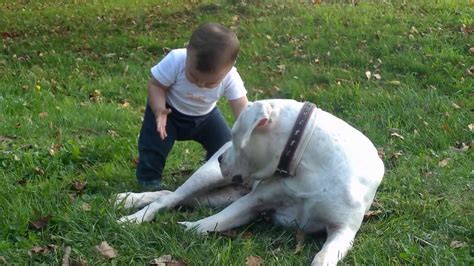 Dogo argentino "attacking" a child - YouTube