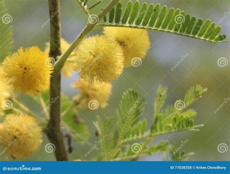 Gum Arabic Flower, Babla Flowers Stock Photo - Image of tree, babool ...