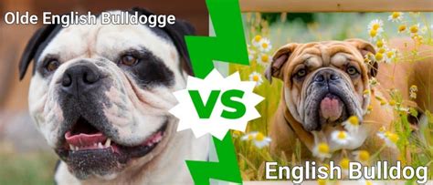 Olde English Bulldogge Vs English Bulldog: What Are 8 Key Differences ...