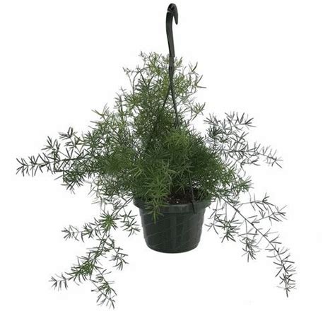 Asparagus Sprengeri Fern - Asparagus - 6" Hanging Basket - Easy to Grow - Great Houseplant ...