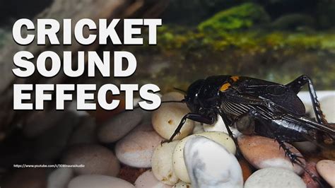 2 hours of Crickets Chirping Sounds at Night - Field Crickets | Cricket sound effect, Cricket ...