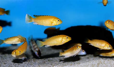 Mbuna Species: Everything You Need To Know About This African Cichlid