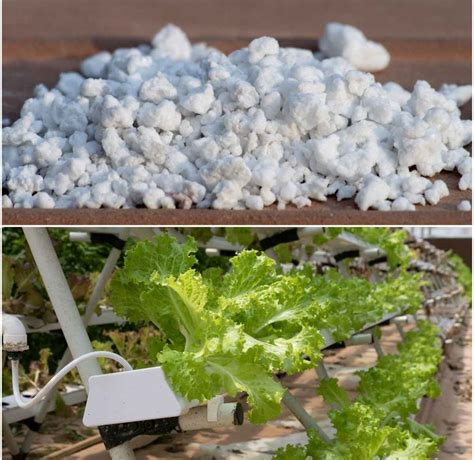 Hydroponics Perlite Growing Medium, Advantages | Gardening Tips