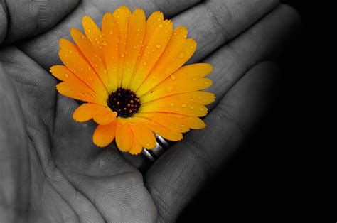 Flower In The Hand Free Stock Photo - Public Domain Pictures