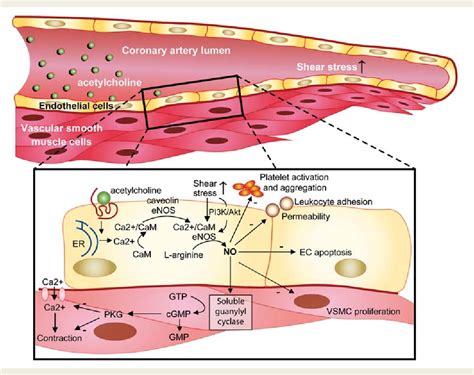 Figure 1 from Simply say yes to NO? Nitric oxide (NO) sensor-based assessment of coronary ...