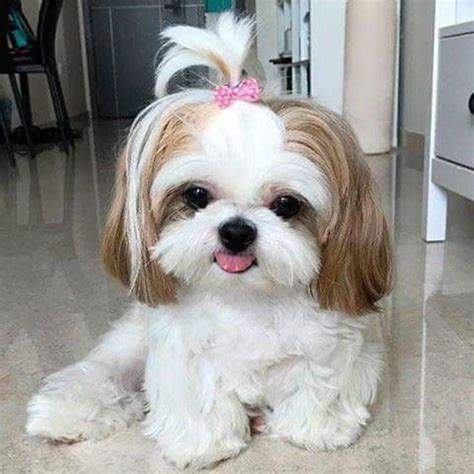 Imperial Shih Tzu: 15 Things all Owners Should Know I Dog Snobs