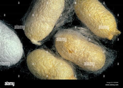 Silk Moth, Bombyx mori, cocoon showing silk strands, used for silk production Stock Photo - Alamy