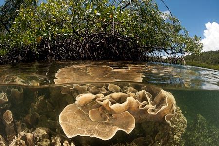 Coral Reefs and Mangroves: Plays a Vital Role in our Ecosystem: Why ...