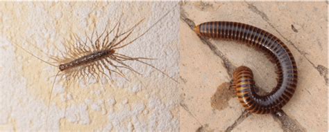 7 Kinds of Centipedes & Millipedes Found in California! - Bird Watching HQ