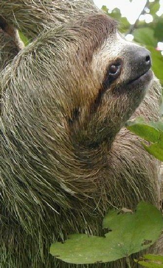 Sloth Facts - Animal Facts Encyclopedia