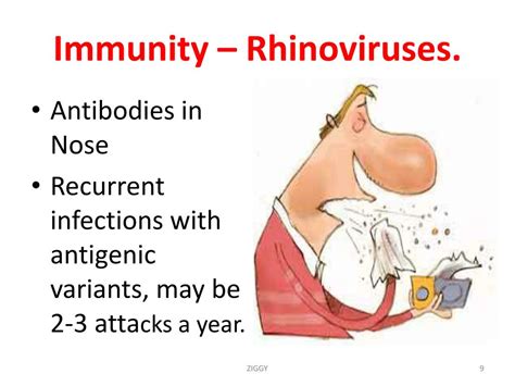 PPT - Rhinovirus by PowerPoint Presentation, free download - ID:3234624