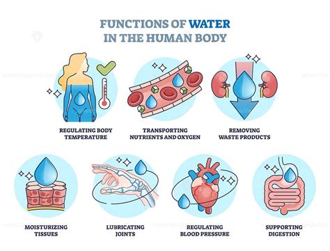 Functions of water in human body and drinking benefits outline diagram ...