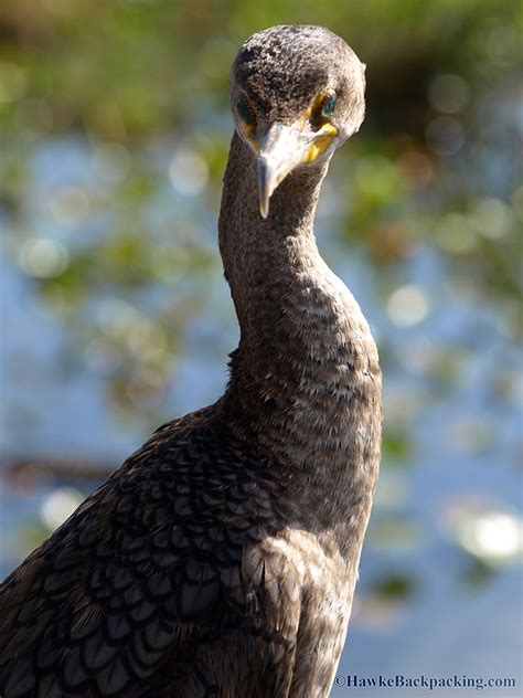 Everglades National Park (Flamingo) - HawkeBackpacking.com