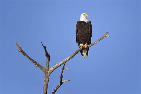 tree branch, tree, Babcock, photo, nature, Florida, Fred, Punta Gorda, bald, Bald eagle ...