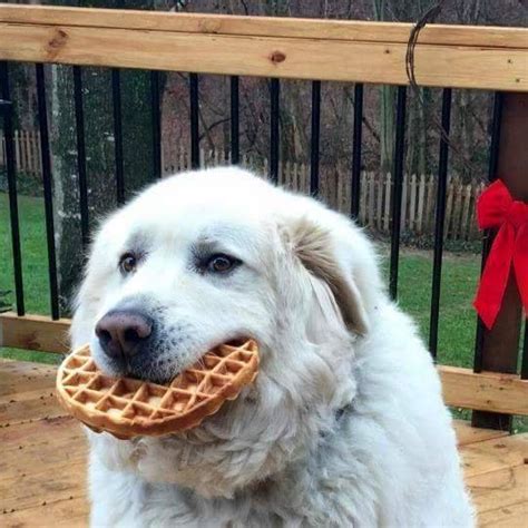 Waffle dog : aww