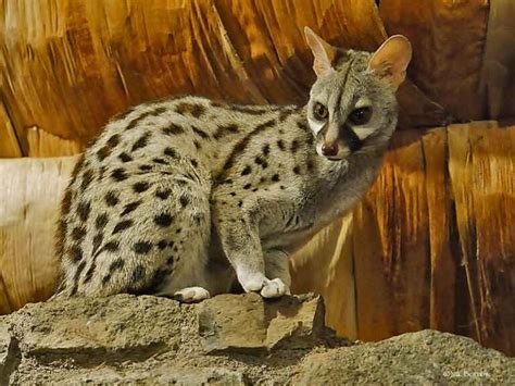 33 Common Genet Profile Facts: Animal, Traits, Pet, Diet, Baby - Mammal Age