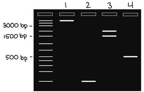 9biopinos: GEL ELECTROPHORESIS VIRTUAL LAB