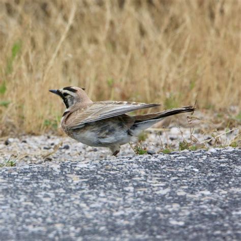 Horned Lark - Bird Watching Academy