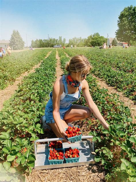 strawberry picking | Strawberry picking photography, Strawberry picking pictures, Strawberry picking