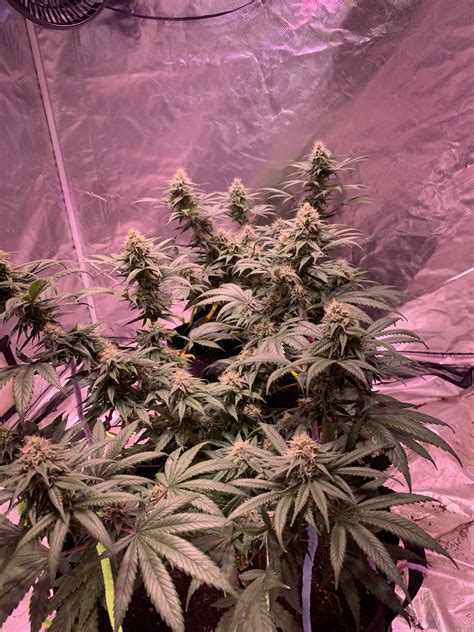 Galería de Variedades: Landrace Afghanistan (Cartel Seeds) PIC ...