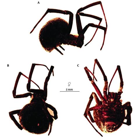 The morphological characteristics of Latrodectus tredecimguttatus, A ...