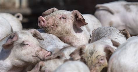 FDA approves genetically engineered pigs - The Verge