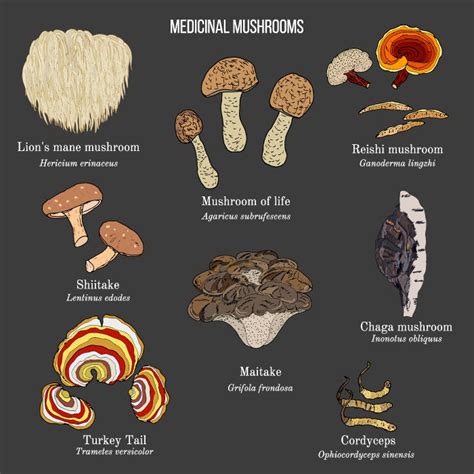 A Complete Guide to Adaptogenic Mushrooms | ATH