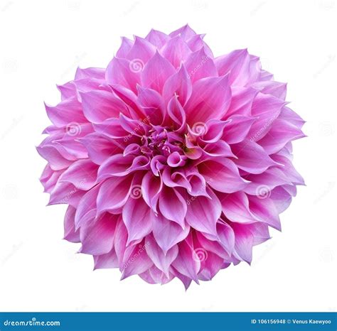 Pink Dahlia Flower Isolated on White Background, Clipping Path Stock Photo - Image of bright ...