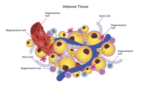 Matthew Feshbach, CEO & Founder | AMBROSE Cell Therapy