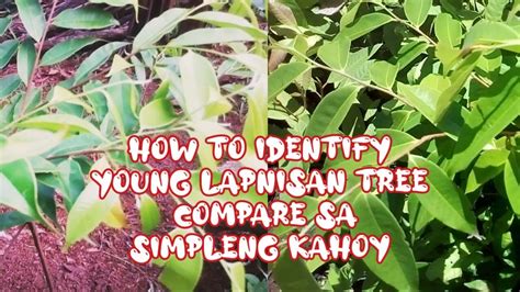 LAPNISAN TREE How To Identify Compare Sa Simpleng Kahoy #agarwoodtree #lapnisan - YouTube