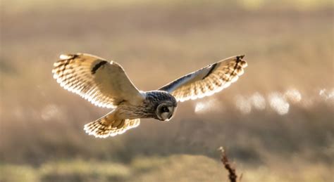 Parkgate Birdwatching — The Parkgate Society