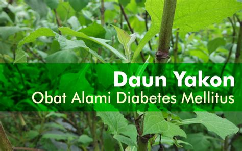 Apakah Daun Yakon Dapat Dijadikan Obat Alami Diabetes Melitus?