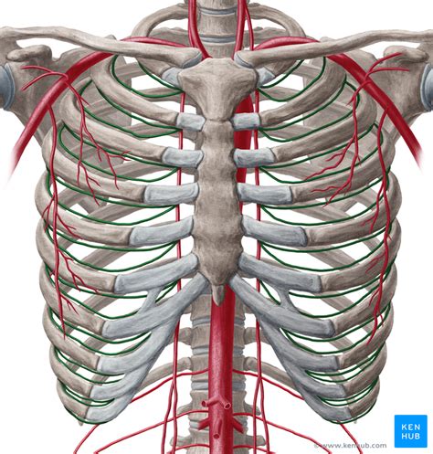 Anterior Intercostal Artery Arteries Arteries And Veins | Images and Photos finder