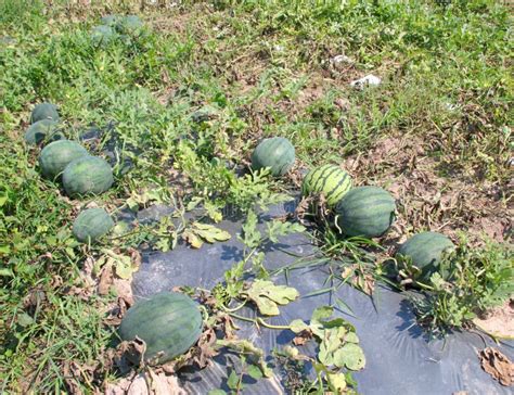 Watermelon stock photo. Image of black, farm, horizontal - 74751988