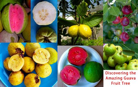 A Gardener Delight: Discovering the Amazing Guava Fruit Tree