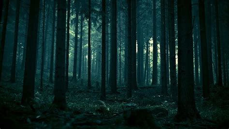 Dark Green Forest, Dark Green Jungle, HD wallpaper | Peakpx