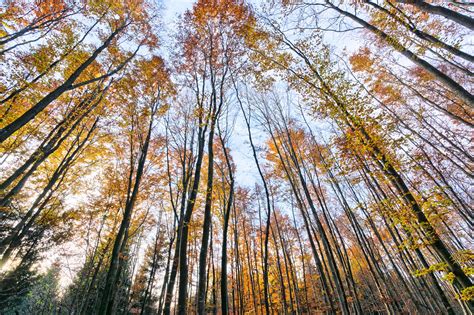 Beech Tree Forest in Autumn Free Photo Download | FreeImages